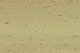 2010_DISTRESS_WOOD_BLIND